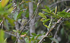 Leptopogon superciliaris