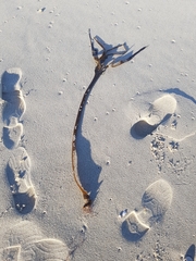 Saccorhiza polyschides