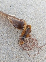 Saccorhiza polyschides