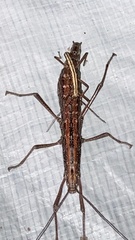 Anisomorpha buprestoides