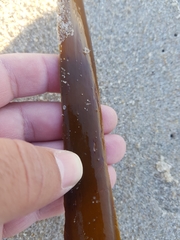 Saccorhiza polyschides