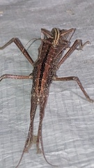 Anisomorpha buprestoides