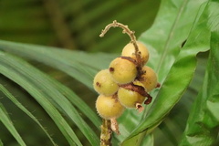 Alpinia