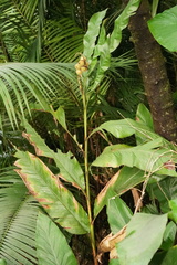 Alpinia