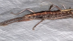 Anisomorpha buprestoides