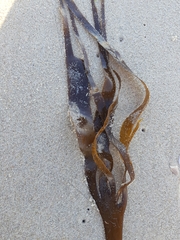 Saccorhiza polyschides