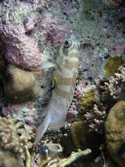 Epinephelus fasciatus