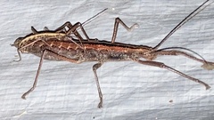 Anisomorpha buprestoides