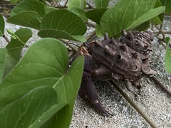 Coenobita brevimanus
