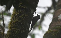 Glyphorynchus spirurus