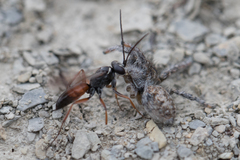 Agenioideus nubecula