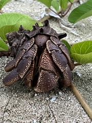 Coenobita brevimanus