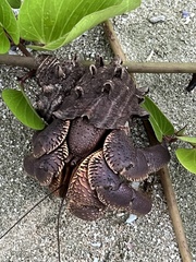 Coenobita brevimanus