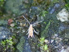 Phyllonorycter leucographella