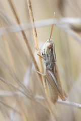 Euchorthippus elegantulus