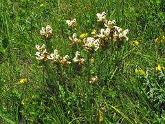 Pedicularis tuberosa