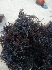 Furcellaria lumbricalis