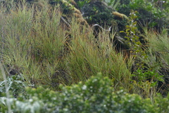 Dracophyllum longifolium