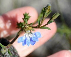 Lechenaultia heteromera