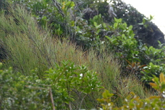 Dracophyllum longifolium