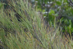 Dracophyllum longifolium