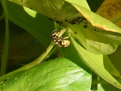 Vespula germanica
