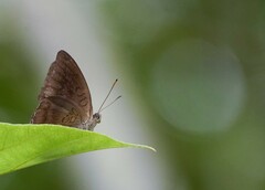 Tanaecia whiteheadi