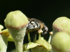 Musca autumnalis