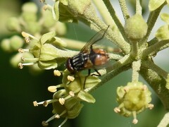 Musca autumnalis