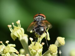 Phasia aurigera