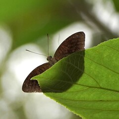 Tanaecia whiteheadi