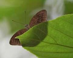Tanaecia whiteheadi