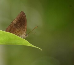 Tanaecia whiteheadi