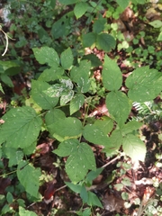 Rubus hirtus