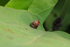 Henosepilachna vigintioctopunctata