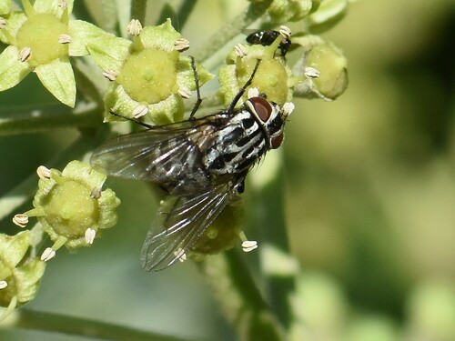 Graphomya maculata, Groesbeek, Nederland, photo 7 of 10