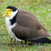 Masked Lapwing - Photo (c) sea-kangaroo, some rights reserved (CC BY-NC-ND)