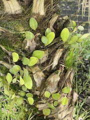 Pyrrosia eleagnifolia