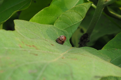 Henosepilachna vigintioctopunctata