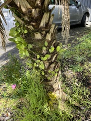 Pyrrosia eleagnifolia