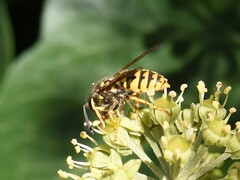 Vespula vulgaris