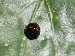 Chilocorus bipustulatus