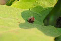 Henosepilachna vigintioctopunctata
