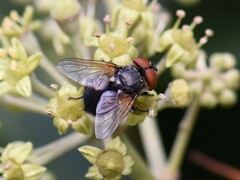 Phasia aurigera