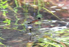 Libellago aurantiaca
