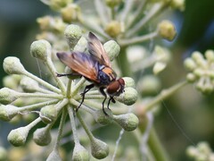 Phasia aurigera