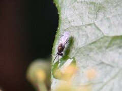 Pteromalidae