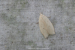 Scythropiodes