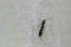 Cosmopterigidae