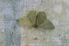 Maxates hemitheoides-lactipuncta-microdonta